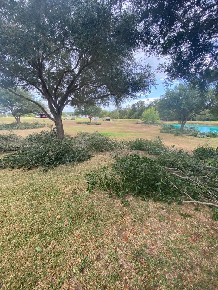 Cut branches collected beneath a tree during trimming work