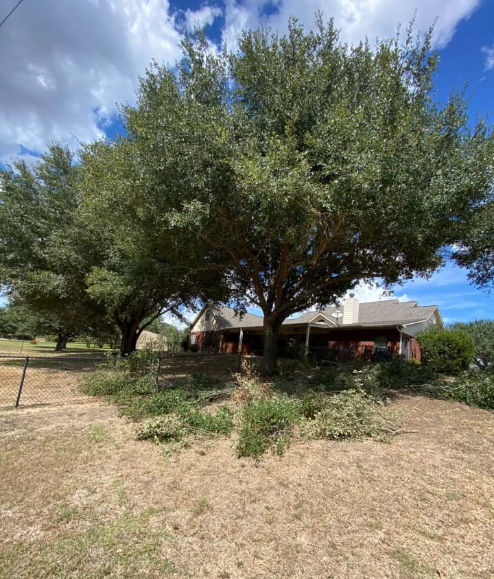 Tree trimming project at a brick home